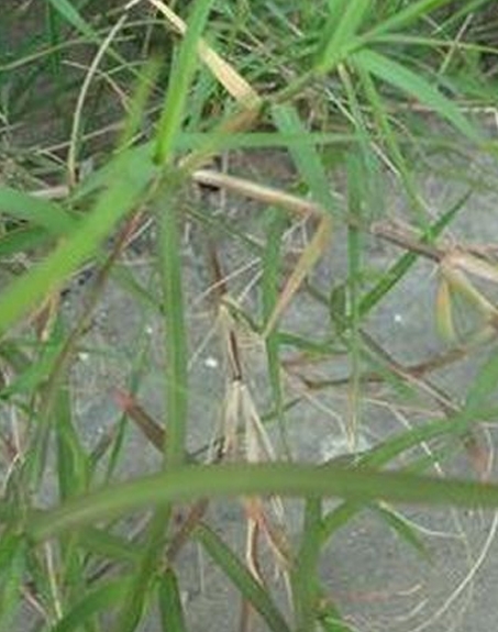 標(biāo)題：狗牙根
瀏覽次數(shù)：2601
發(fā)表時(shí)間：2017-11-02