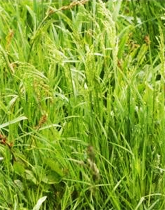 標(biāo)題：普通早熟禾
瀏覽次數(shù)：3782
發(fā)表時間：2017-11-02