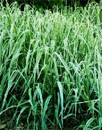 標(biāo)題：紫羊茅
瀏覽次數(shù)：3221
發(fā)表時間：2017-11-02