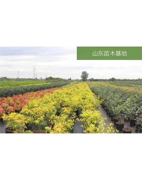 標題：苗木基地
瀏覽次數(shù)：2191
發(fā)表時間：2020-10-17