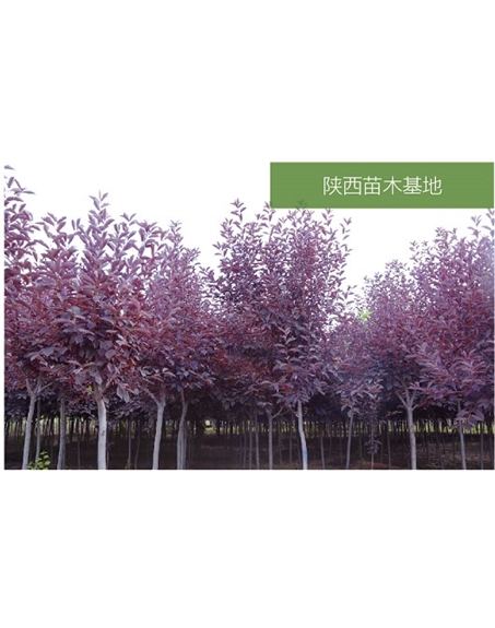 標(biāo)題：苗木基地
瀏覽次數(shù)：2169
發(fā)表時間：2020-10-17
