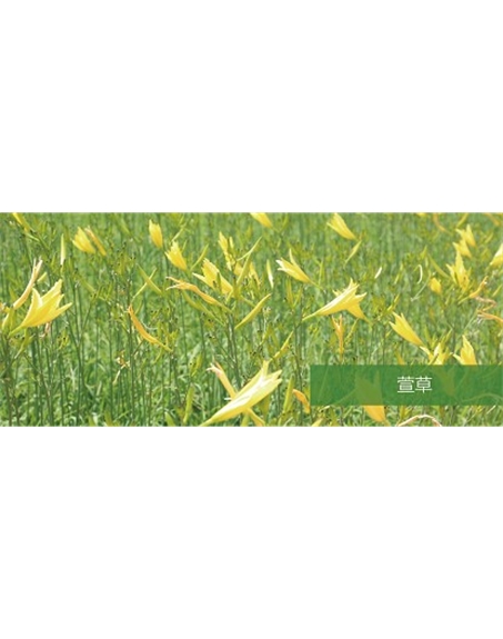 標(biāo)題：地被
瀏覽次數(shù)：1611
發(fā)表時(shí)間：2020-10-17
