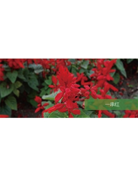 標(biāo)題：地被
瀏覽次數(shù)：1967
發(fā)表時(shí)間：2020-10-17