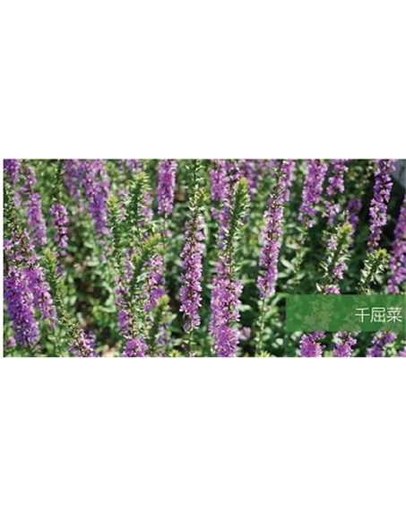 標(biāo)題：地被
瀏覽次數(shù)：1870
發(fā)表時(shí)間：2020-10-17