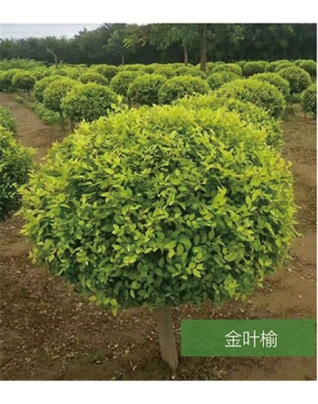 標(biāo)題：名貴樹種
瀏覽次數(shù)：1502
發(fā)表時間：2020-10-17
