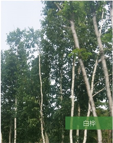 標(biāo)題：名貴樹(shù)種
瀏覽次數(shù)：1579
發(fā)表時(shí)間：2020-10-17