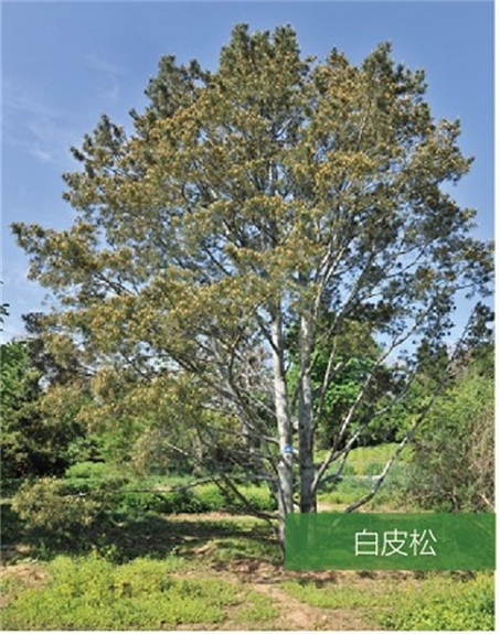標(biāo)題：名貴樹種
瀏覽次數(shù)：2092
發(fā)表時(shí)間：2020-10-17