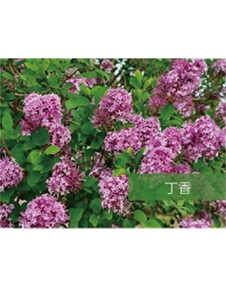 標(biāo)題：喬灌木
瀏覽次數(shù)：1510
發(fā)表時間：2020-10-17