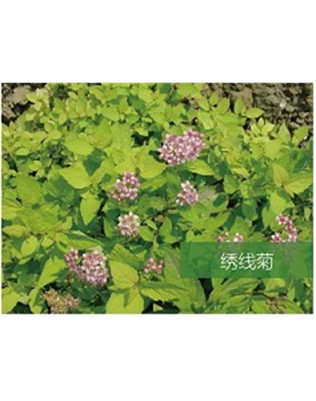 標題：喬灌木
瀏覽次數(shù)：1582
發(fā)表時間：2020-10-17