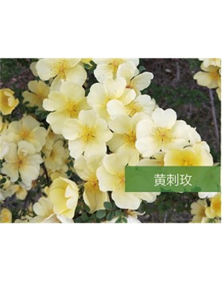 標(biāo)題：喬灌木
瀏覽次數(shù)：1420
發(fā)表時間：2020-10-17