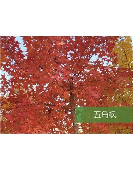 標題：喬灌木
瀏覽次數(shù)：1563
發(fā)表時間：2020-10-17