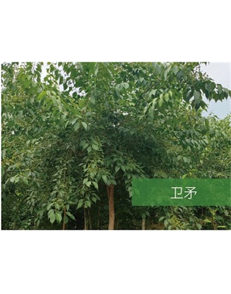 標(biāo)題：喬灌木
瀏覽次數(shù)：2177
發(fā)表時間：2020-10-17
