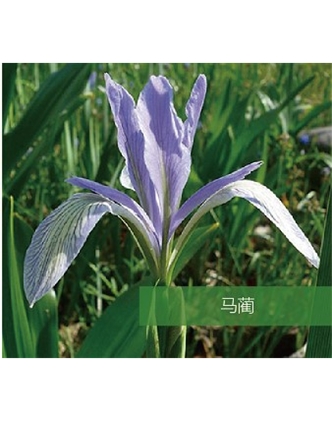 標(biāo)題：地被
瀏覽次數(shù)：1534
發(fā)表時(shí)間：2020-10-17