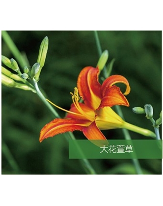 標(biāo)題：地被
瀏覽次數(shù)：1518
發(fā)表時(shí)間：2020-10-17