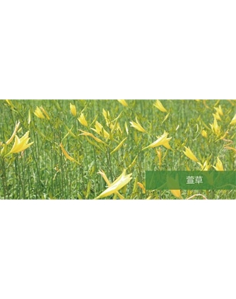 標(biāo)題：地被
瀏覽次數(shù)：1610
發(fā)表時(shí)間：2020-10-17