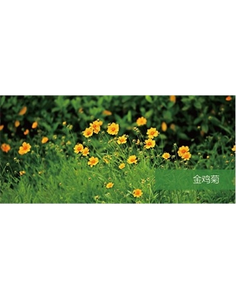 標(biāo)題：地被
瀏覽次數(shù)：1912
發(fā)表時間：2020-10-17