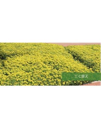 標(biāo)題：地被
瀏覽次數(shù)：1981
發(fā)表時間：2020-10-17