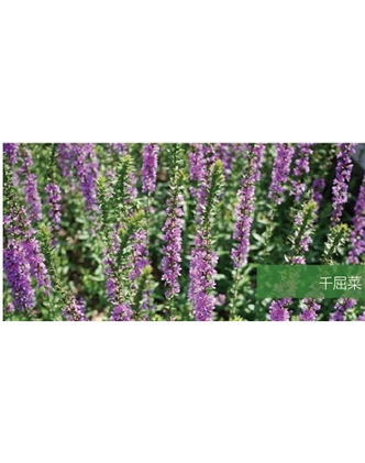 標(biāo)題：地被
瀏覽次數(shù)：1869
發(fā)表時間：2020-10-17