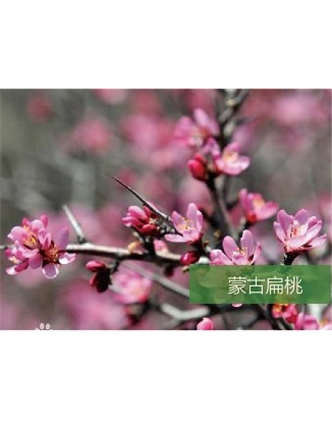 標題：名貴樹種
瀏覽次數(shù)：1409
發(fā)表時間：2020-10-17