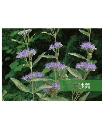 標(biāo)題：名貴樹種
瀏覽次數(shù)：1528
發(fā)表時(shí)間：2020-10-17