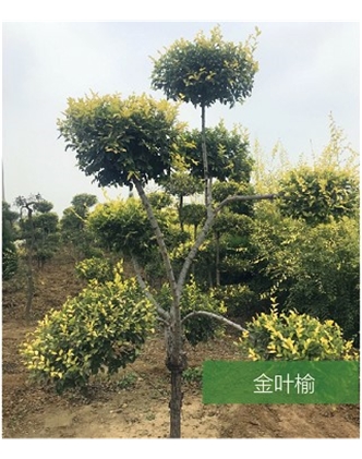 標(biāo)題：名貴樹種
瀏覽次數(shù)：1494
發(fā)表時(shí)間：2020-10-17