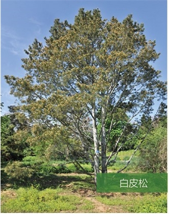 標(biāo)題：名貴樹種
瀏覽次數(shù)：2085
發(fā)表時(shí)間：2020-10-17