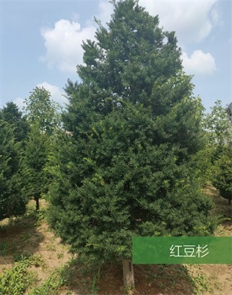 標(biāo)題：名貴樹種
瀏覽次數(shù)：1920
發(fā)表時(shí)間：2020-10-17