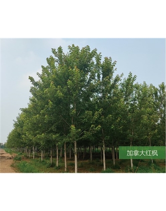 標(biāo)題：名貴樹種
瀏覽次數(shù)：1871
發(fā)表時(shí)間：2020-10-17