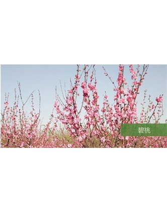標(biāo)題：喬灌木
瀏覽次數(shù)：1529
發(fā)表時間：2020-10-17