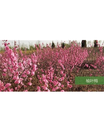 標(biāo)題：喬灌木
瀏覽次數(shù)：1586
發(fā)表時間：2020-10-17