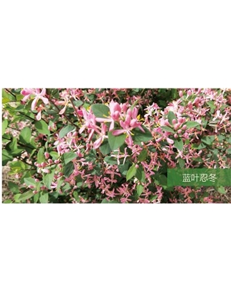 標(biāo)題：喬灌木
瀏覽次數(shù)：1504
發(fā)表時間：2020-10-17