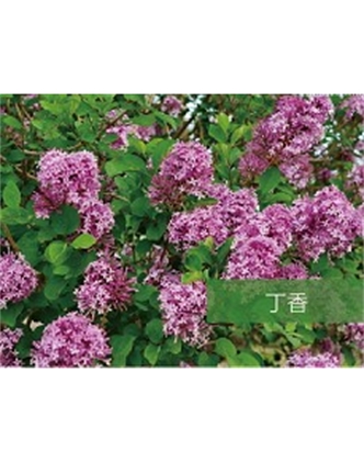 標(biāo)題：喬灌木
瀏覽次數(shù)：1509
發(fā)表時間：2020-10-17