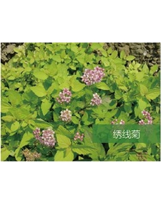 標(biāo)題：喬灌木
瀏覽次數(shù)：1581
發(fā)表時間：2020-10-17