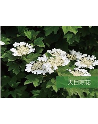 標(biāo)題：喬灌木
瀏覽次數(shù)：1588
發(fā)表時間：2020-10-17