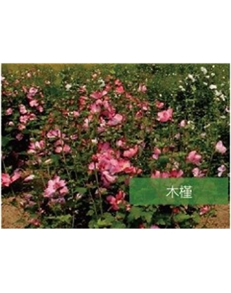 標(biāo)題：?jiǎn)坦嗄?瀏覽次數(shù)：1597
發(fā)表時(shí)間：2020-10-17