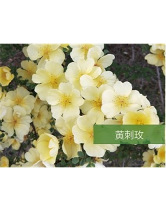 標(biāo)題：?jiǎn)坦嗄?瀏覽次數(shù)：1419
發(fā)表時(shí)間：2020-10-17