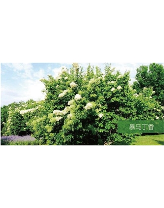 標(biāo)題：?jiǎn)坦嗄?瀏覽次數(shù)：1664
發(fā)表時(shí)間：2020-10-17