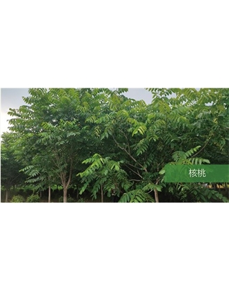 標(biāo)題：喬灌木
瀏覽次數(shù)：1491
發(fā)表時間：2020-10-17