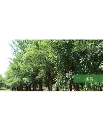 標(biāo)題：喬灌木
瀏覽次數(shù)：1660
發(fā)表時間：2020-10-17