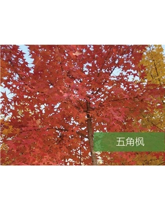 標(biāo)題：喬灌木
瀏覽次數(shù)：1557
發(fā)表時間：2020-10-17