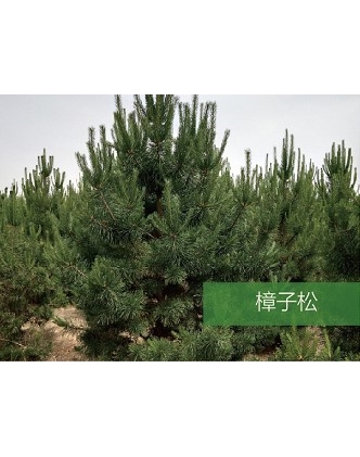 標(biāo)題：喬灌木
瀏覽次數(shù)：1590
發(fā)表時間：2020-10-17