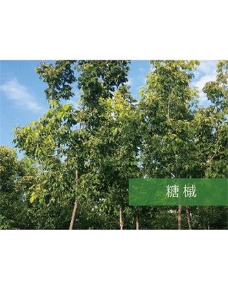 標(biāo)題：喬灌木
瀏覽次數(shù)：2220
發(fā)表時(shí)間：2020-10-17