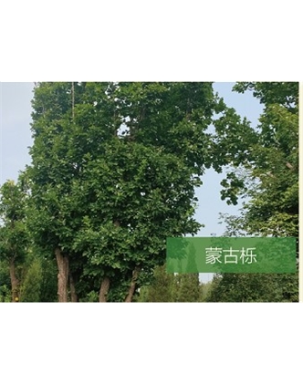 標(biāo)題：喬灌木
瀏覽次數(shù)：2191
發(fā)表時(shí)間：2020-10-17