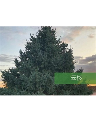 標(biāo)題：喬灌木
瀏覽次數(shù)：2217
發(fā)表時(shí)間：2020-10-17