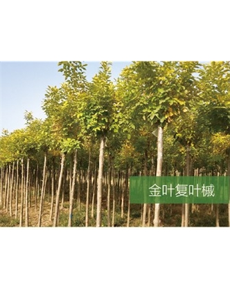 標(biāo)題：喬灌木
瀏覽次數(shù)：2015
發(fā)表時(shí)間：2020-10-17